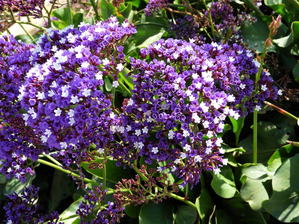 lamsoor-Limonium-Latifolium.jpg