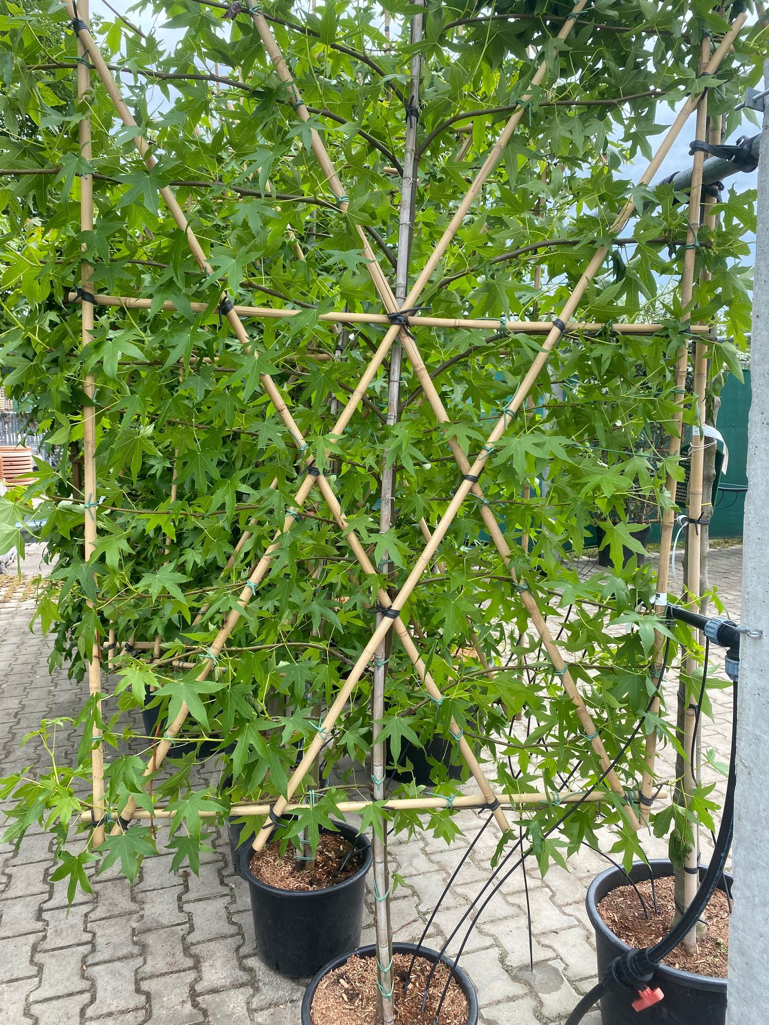 lei-amberboom laagstam variant, op verzoek ook leverbaar