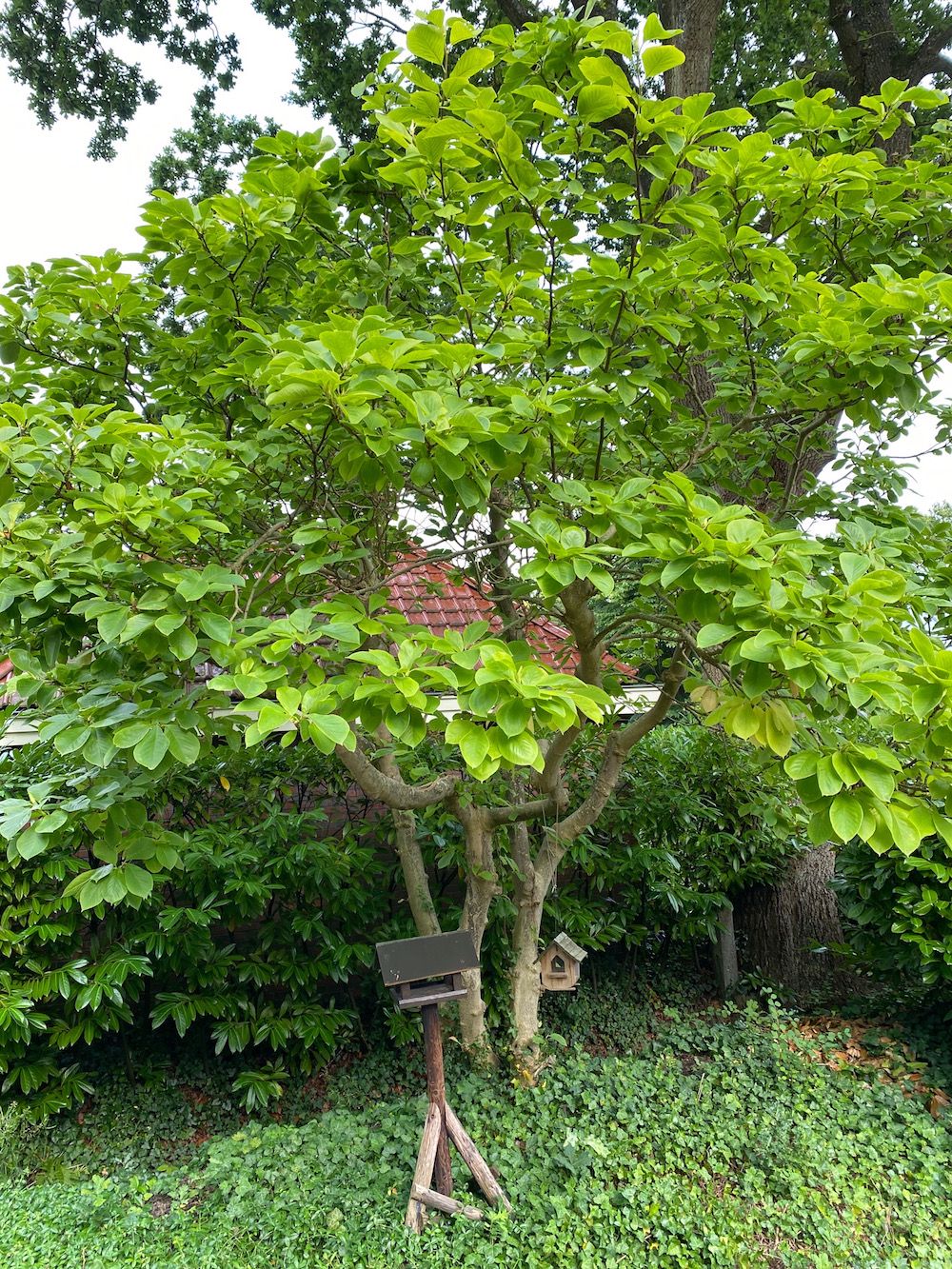 Mehrstämmiger Magnolienbaum