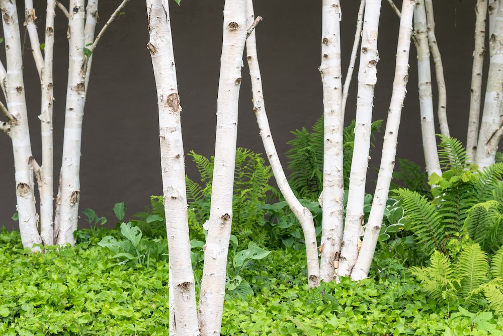 meerstammige-berk-Betula-Utilis-Jacquemontii.jpg