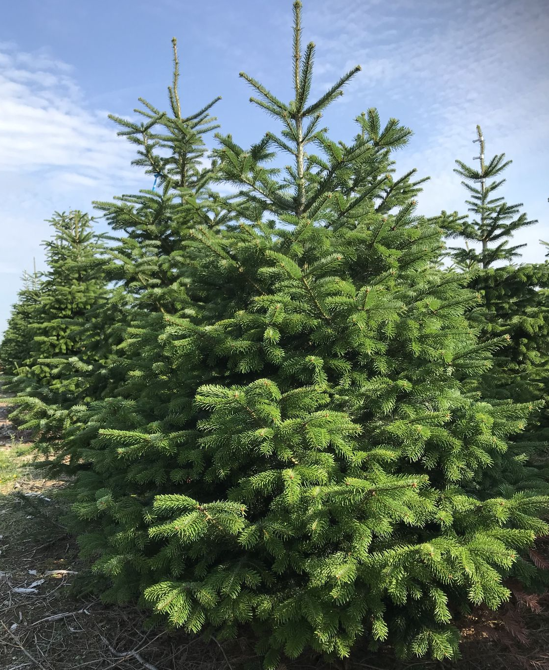 nordmann-kerstboom-3-meter-laten-bezorgen.png