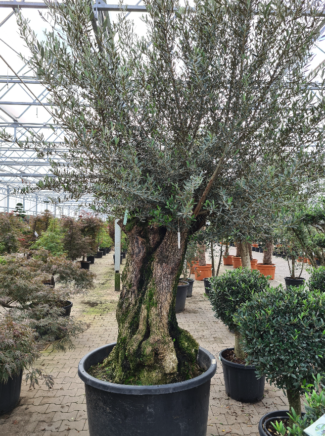 Perceptie Sherlock Holmes Torrent Olea europaea olijfboom - oude olijfbomen kopen online