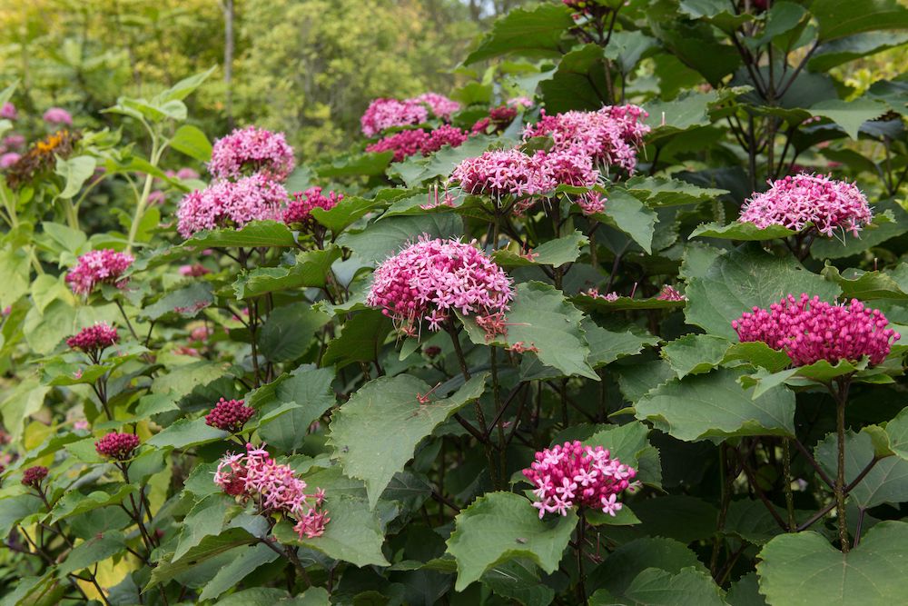 pindakaasboom-clerodendrum-bungei.jpg