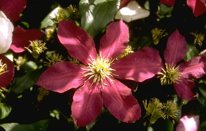 rode bloemen clematis bloei