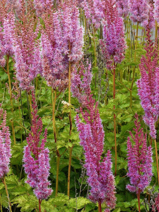 borderbeplanting spirea roze bloeikleur