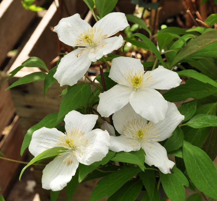 grandiflora witte clematis bloei bloemen wit