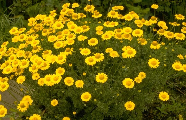 Schöner Blütenstand gelb trockener Boden