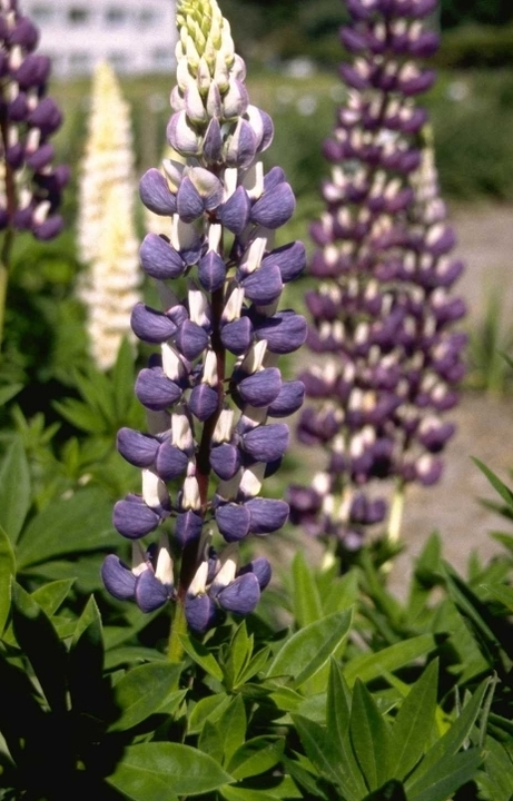 Lupine borderpakketten tuinplanten blauw paars wit