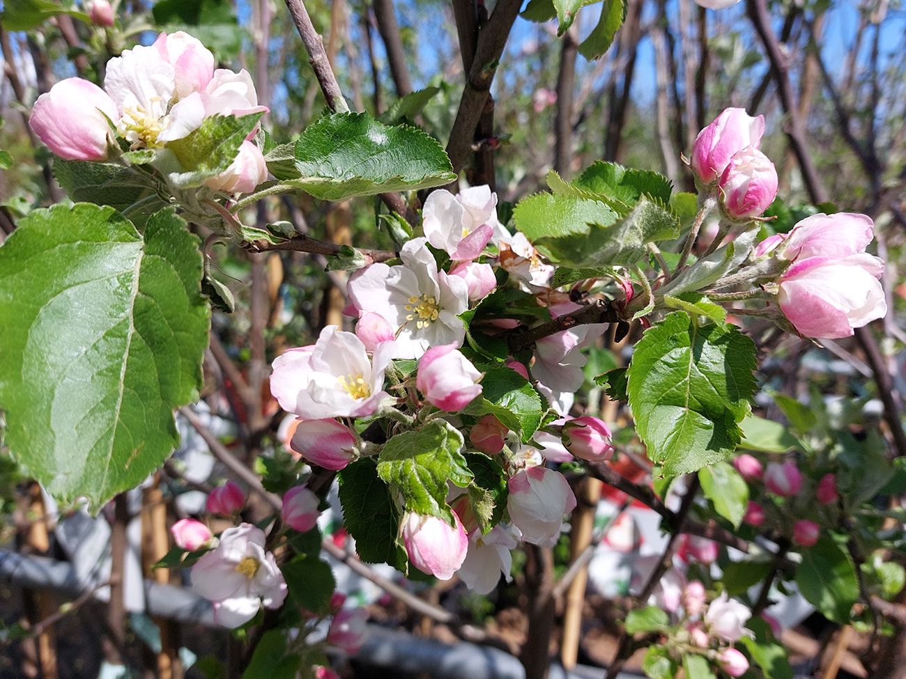 Bloesem Malus 'Rode Boskoop'