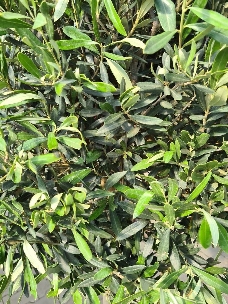 Blattstruktur Olivenbaum
