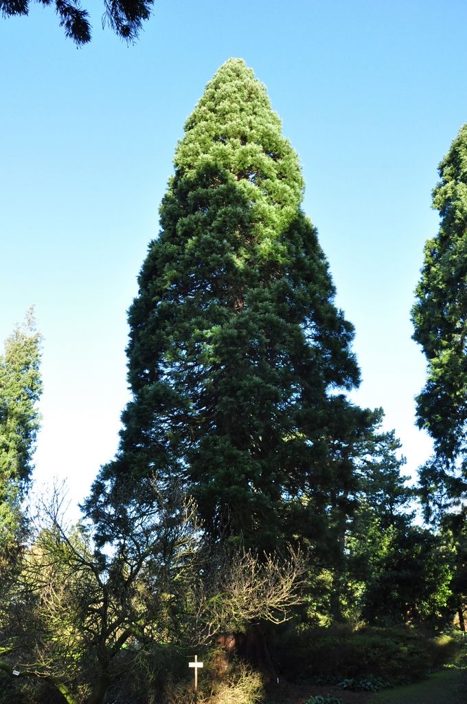 Riesenmammutbaum - Familie der Taxodiaceae