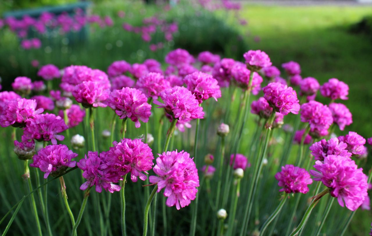 Englisches Gras immergrün rosa blühende Pflanze