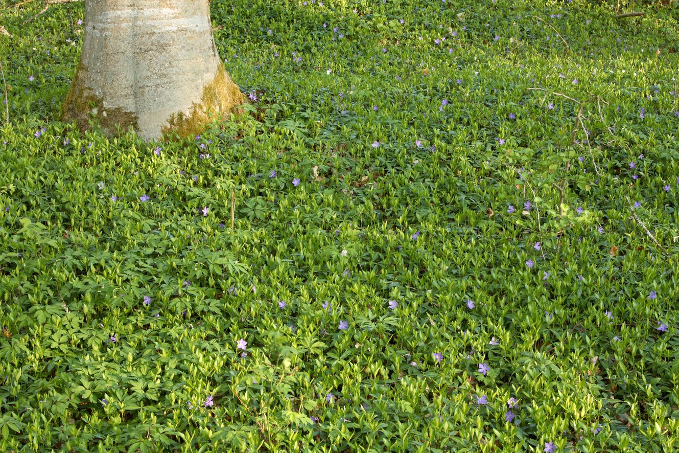 Bodendecker - Vinca minor - violett/blaue Blüten