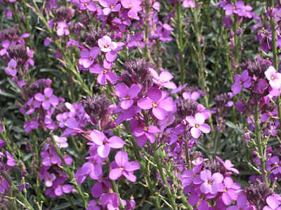 Fetthenne - Erysimum linifolium 'Bowles Mauve' 