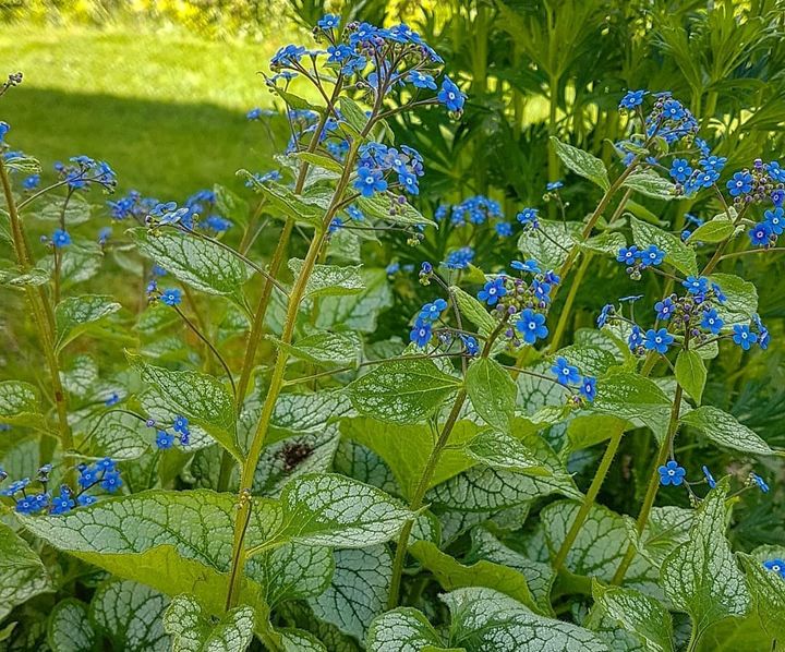 Blumen blau Farben Garten 