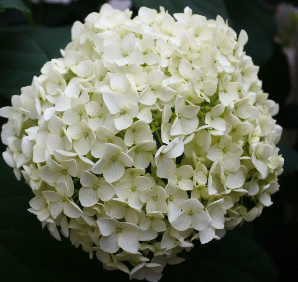 Hortensia annabelle bloem grootte 