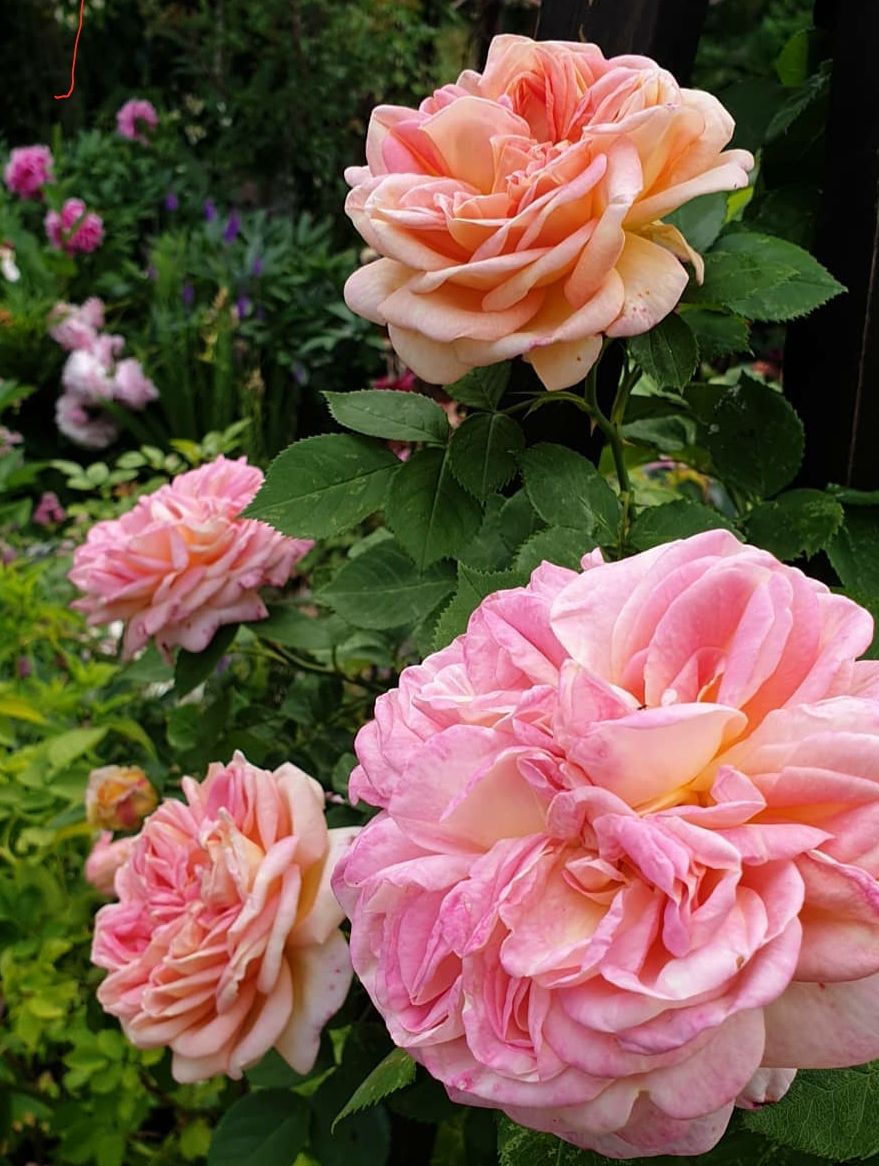 Roze klimrozen kopen yarinde kwaliteit rozen