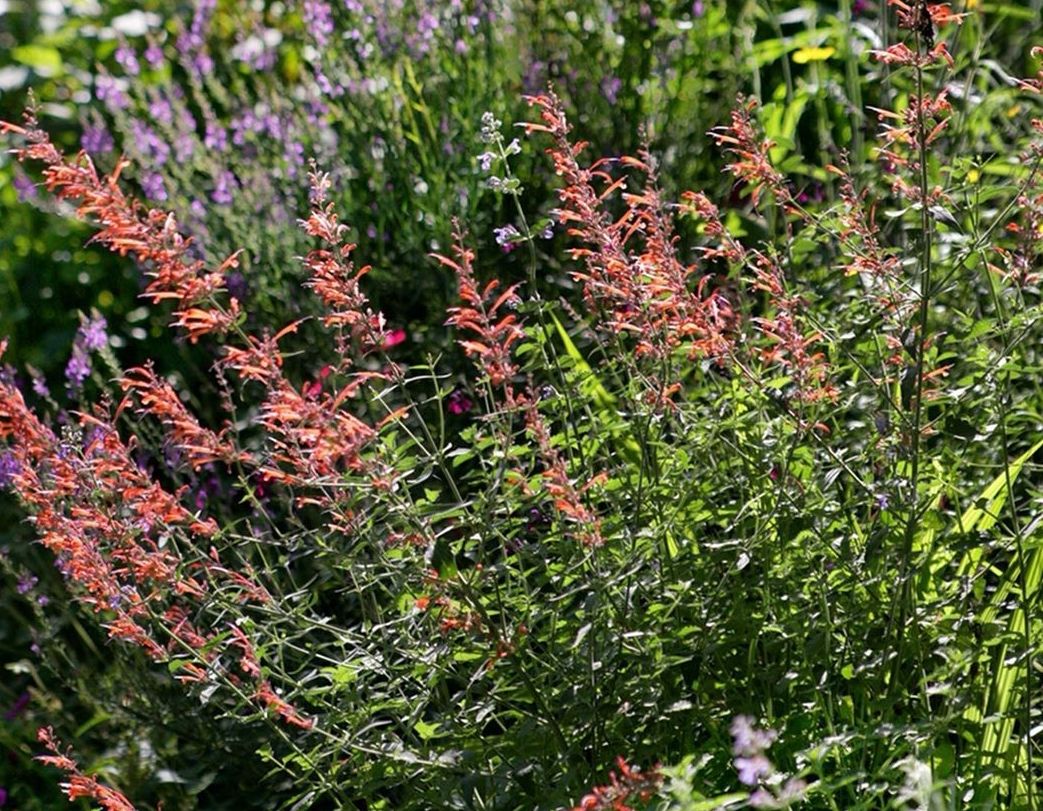 dropplant vlindertuinen borderpakketten