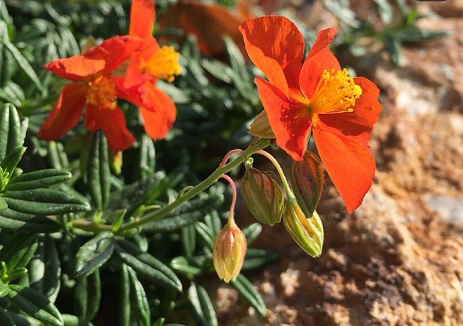 Schmetterlingsgarten-Nagelkraut Orange 