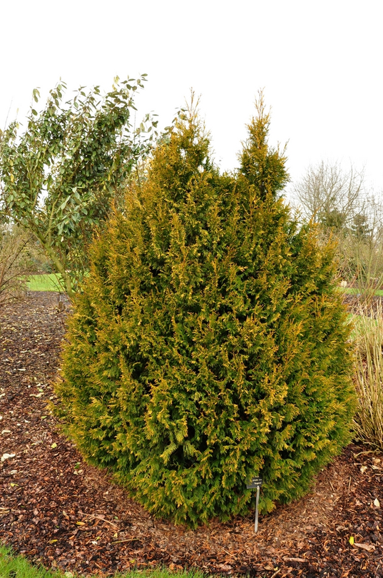 thuja-plicata-rodgersii.png