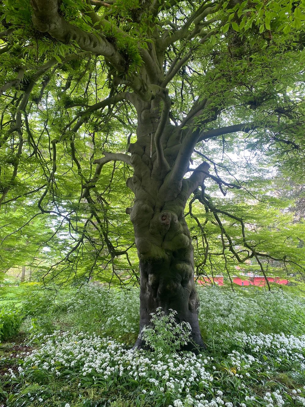 Stam Varenbeuk - Fagus sylvatica 'Aspleniifolia'