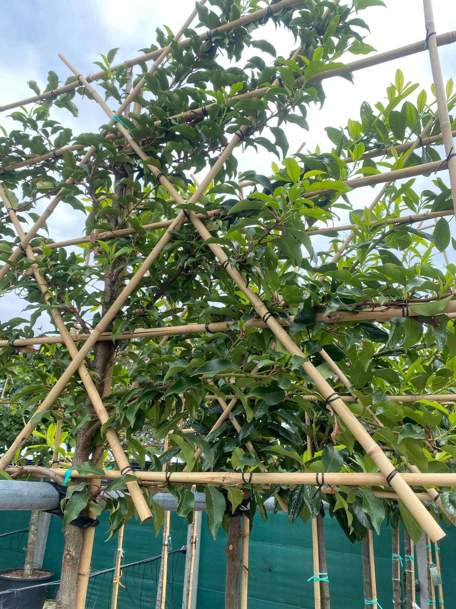 Immergrüner Schieferlorbeer - Prunus Novita