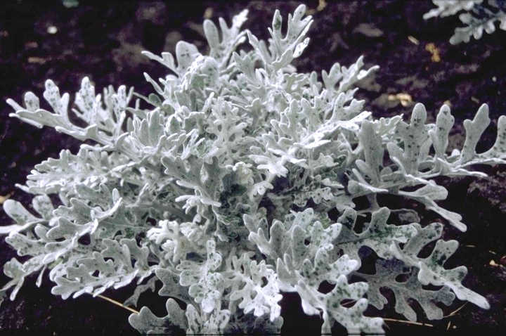 iets geboorte Je zal beter worden Wit askruid - Senecio cineraria 'Silver Dust' Yarinde planten