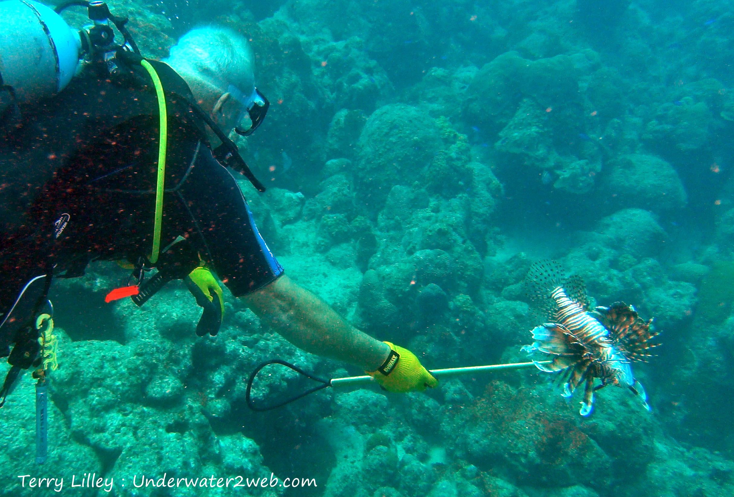 lionfish remove aruba