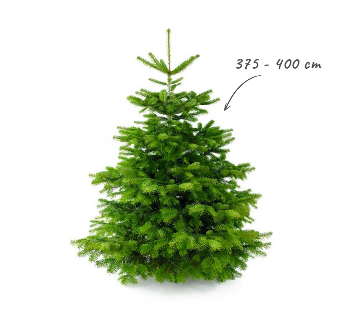 Haalbaar Observatie spoel Echte Kerstboom Nordmann Spar A-Kwaliteit 375 - 400 cm Gezaagd