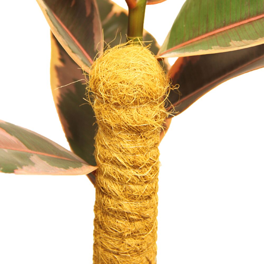 Meuwissen Kokos Plantstok 110 cm