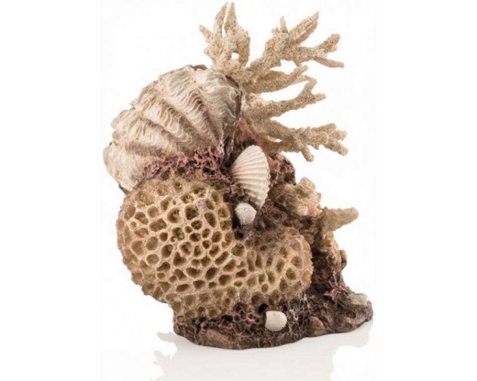 biorb-koraalschelpen-ornament-naturel_1.jpg
