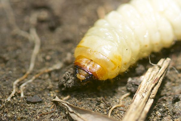 Ecostyle Aaltjes H Tegen Taxus En Snuitkever Kopen Haxo Nl