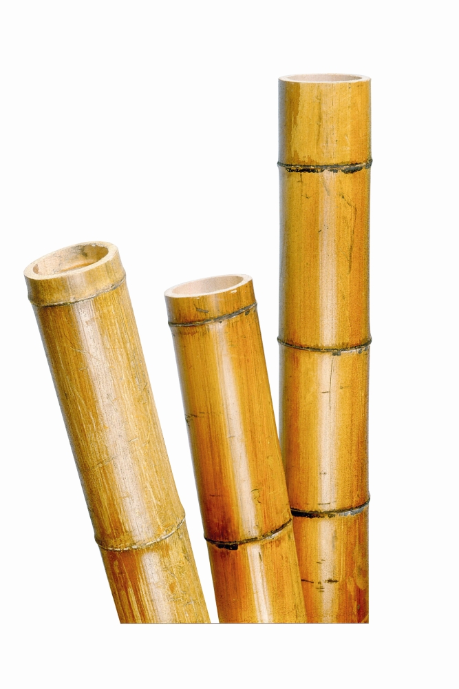 Bamboe Kopen? Bamboestokken Bamboepalen Online | Haxo