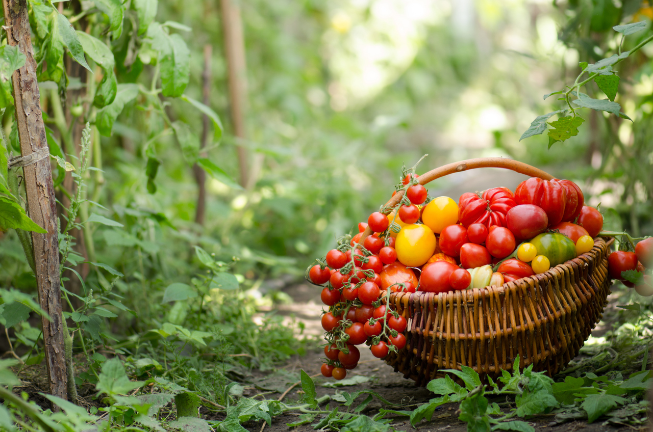Tomatenpflanzen online kaufen 7 beliebte Tomatensorten