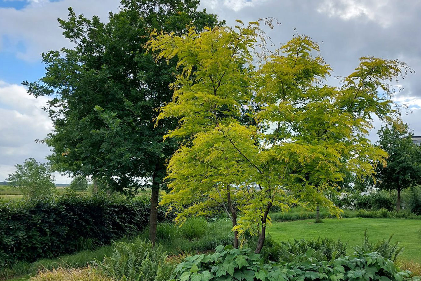 Solitärbäume für Ihren Garten Arten und Bestellung