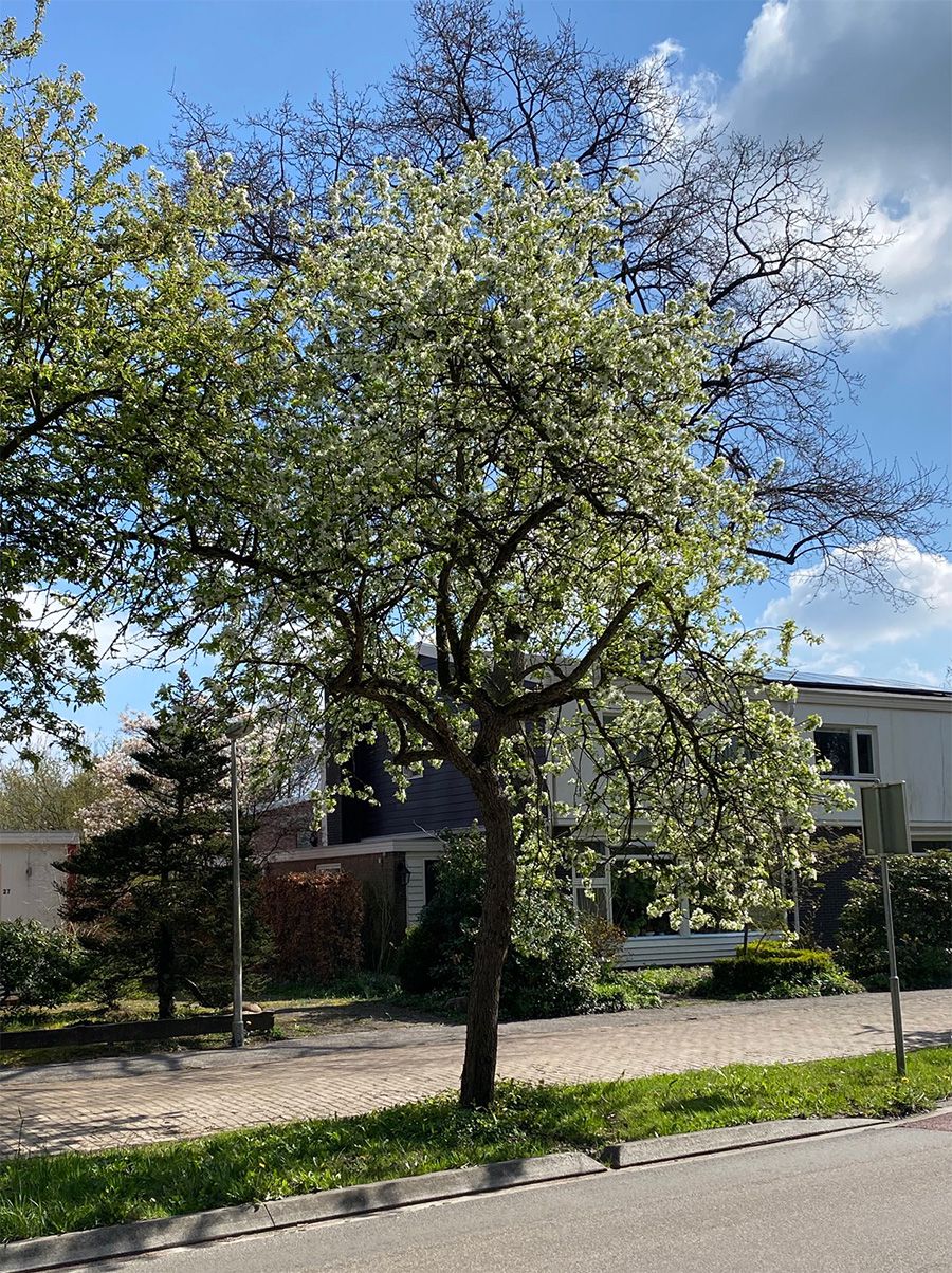 Bäume für Halbsonne/Halbschatten 15+ Arten
