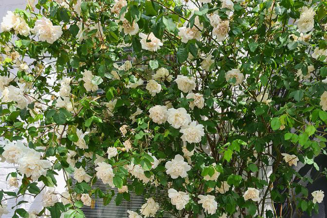 bezoek muur Ga op pad Sterke Klimrozen 'Rosa' langs schutting of pergola tuinen
