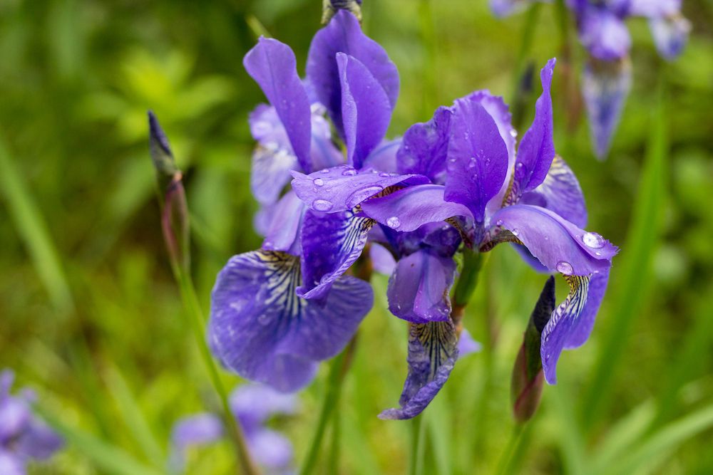 Lis 'Iris' Pflanzen alle Sorten, kombinieren und bestellen