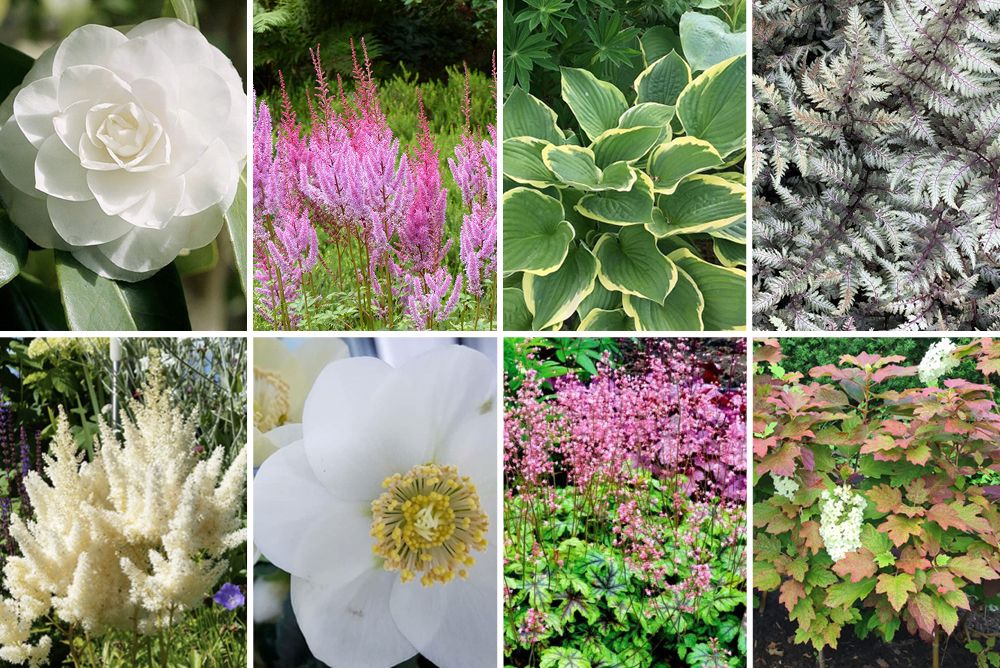 Tegen de wil vuilnis stapel De 10 meest bijzondere schaduwplanten voor in uw tuin of border