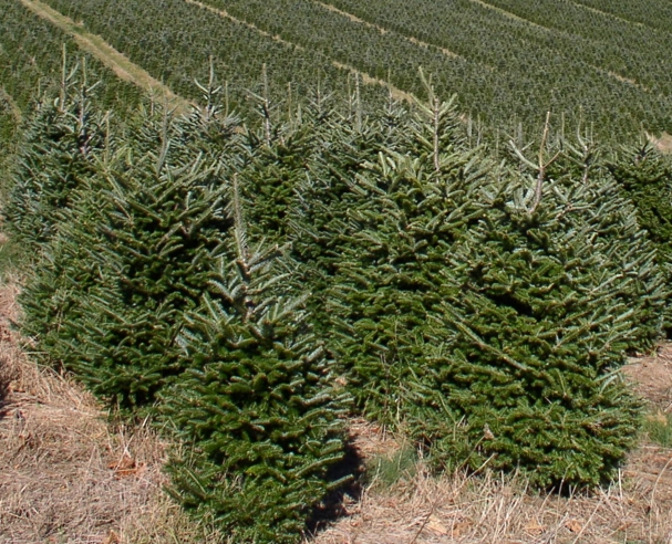 Schat Consumeren Doorlaatbaarheid De mooiste kerstbomen met kluit, nordmann, zilverspar, canadese spar