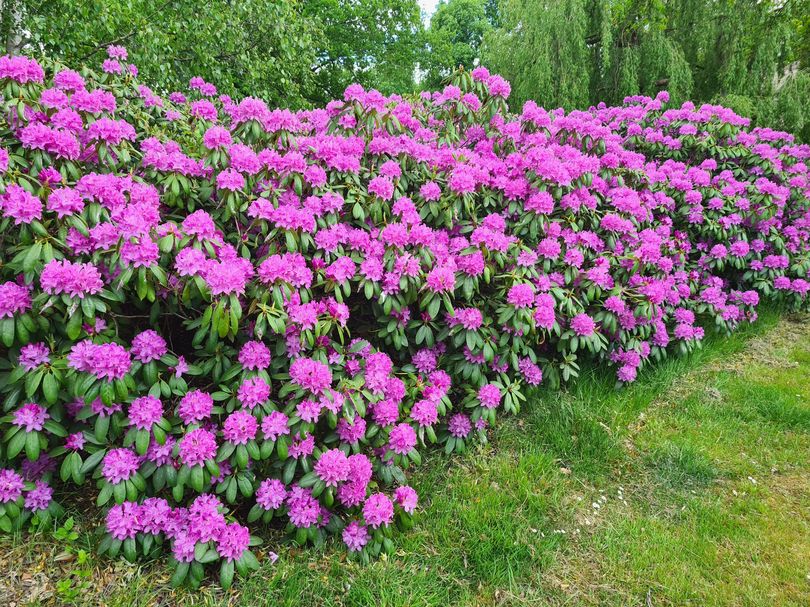 Pontische Rhododendronhaag