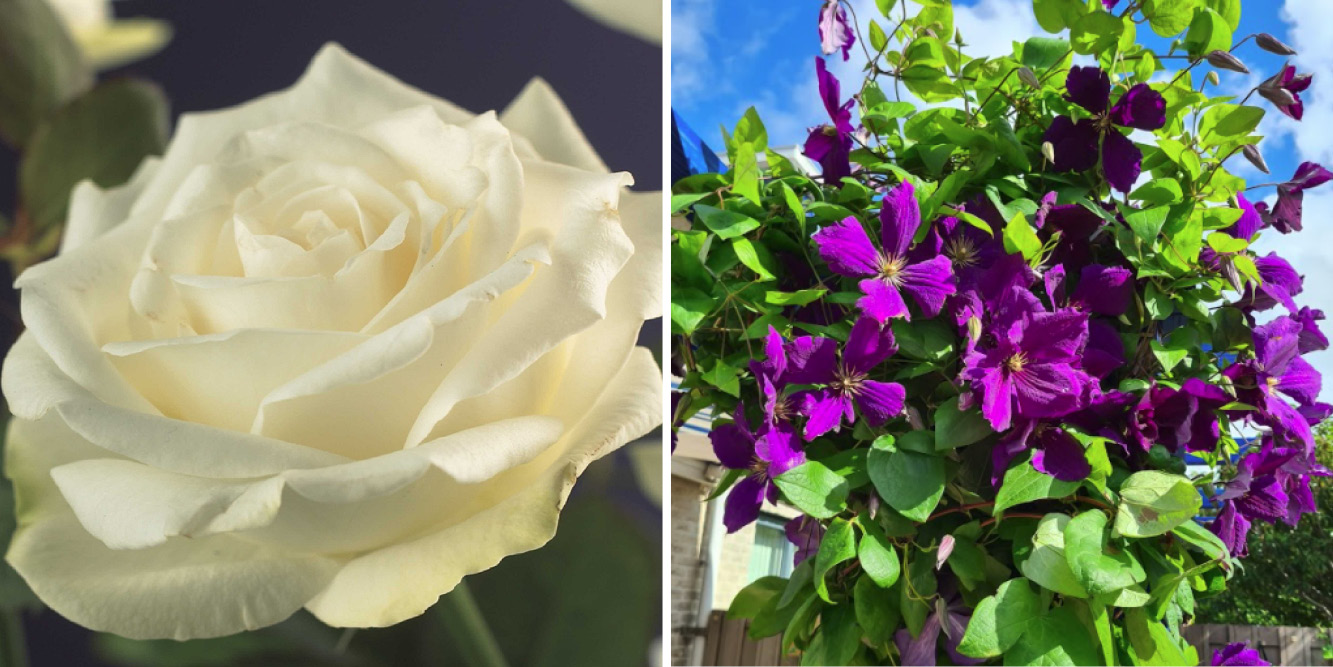 Rosa 'White Climber' met Clematis 'The President'