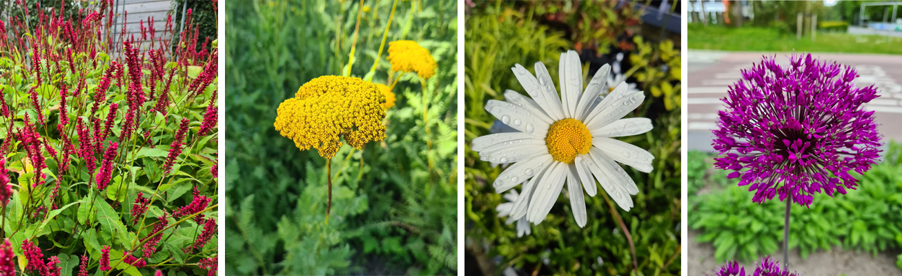 Verschillende bloeivormen creeeren een mooi beeld in de tuin