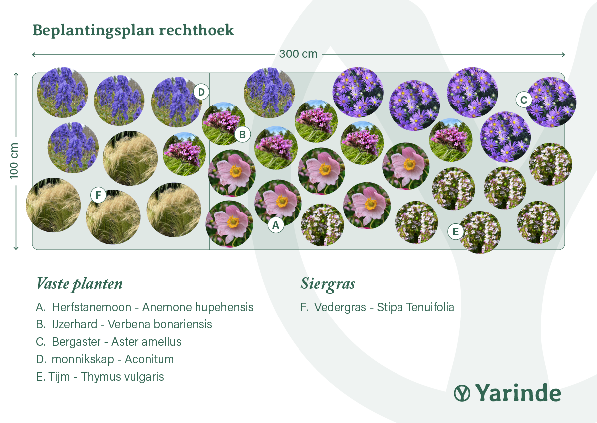 voorbeeld border met anemoon planten combinaties