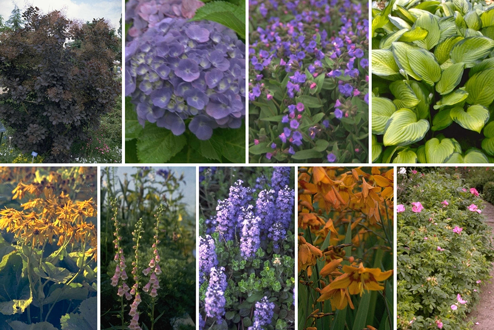tuin borderplanten