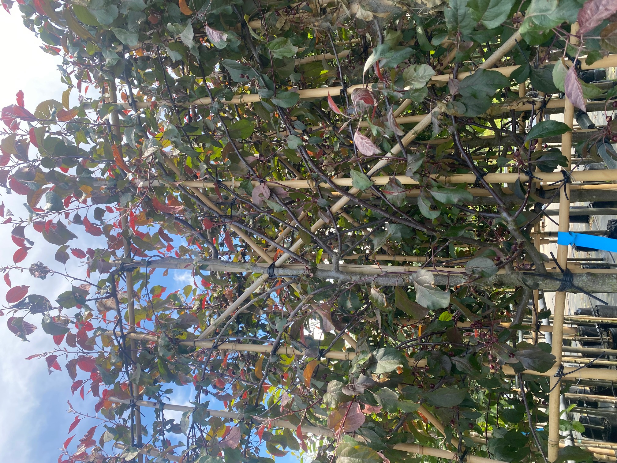 Schieferapfelbaum