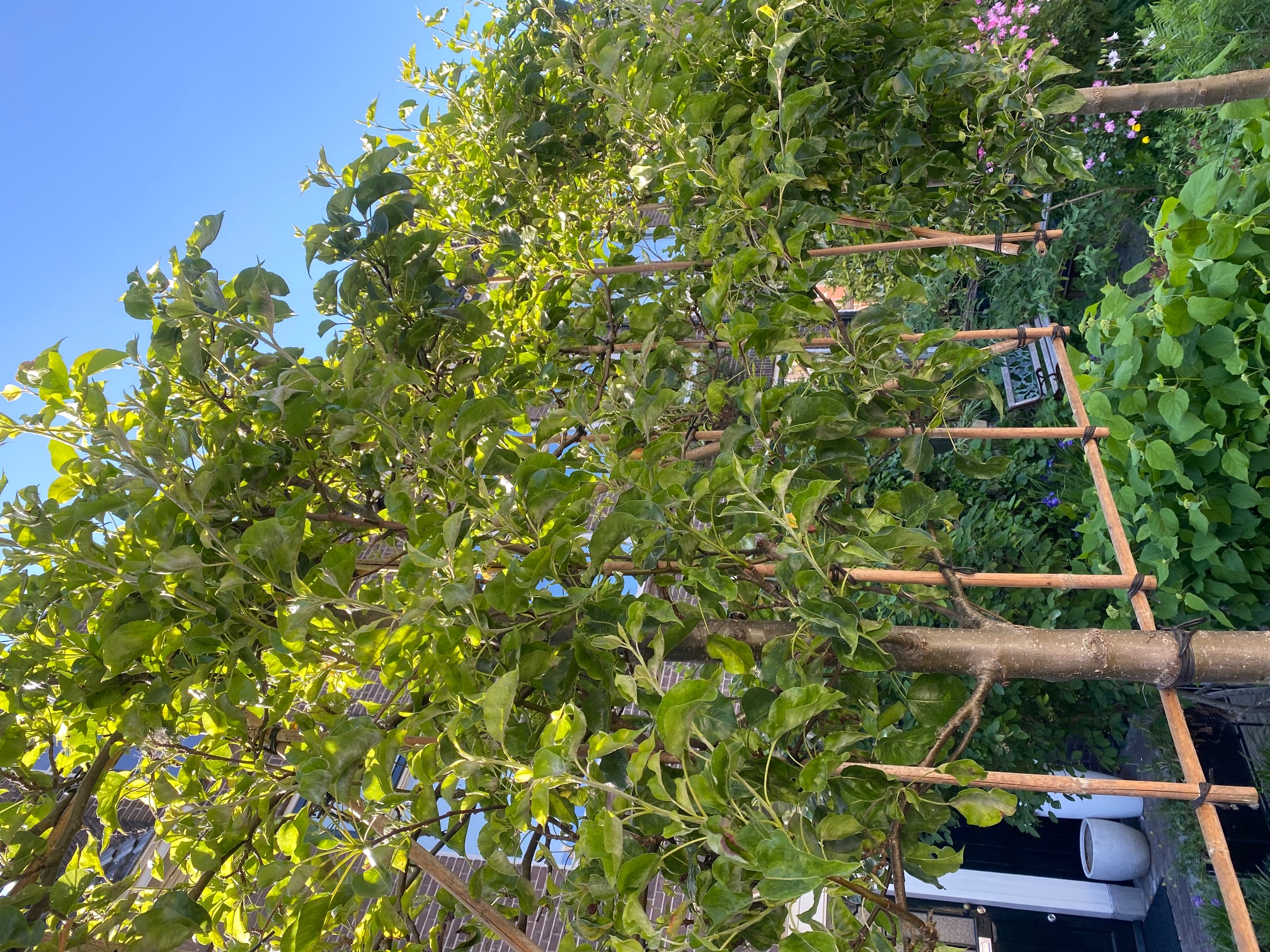 ausgewachsene Spalierbäume mit Bambusgestell ohne Stangen an einem windgeschützten Standort in der Stadt