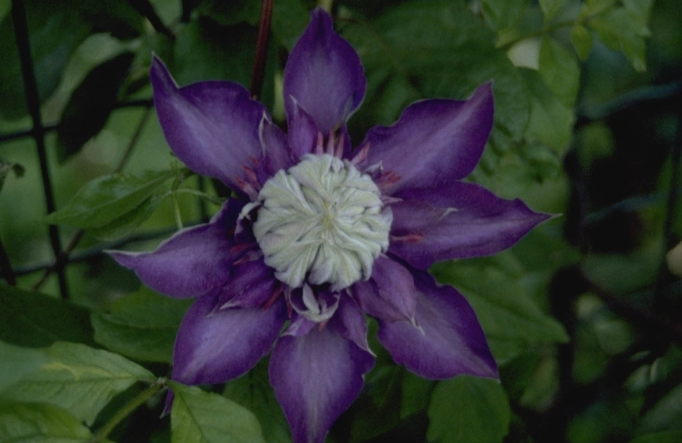 Clematis Multi Blue