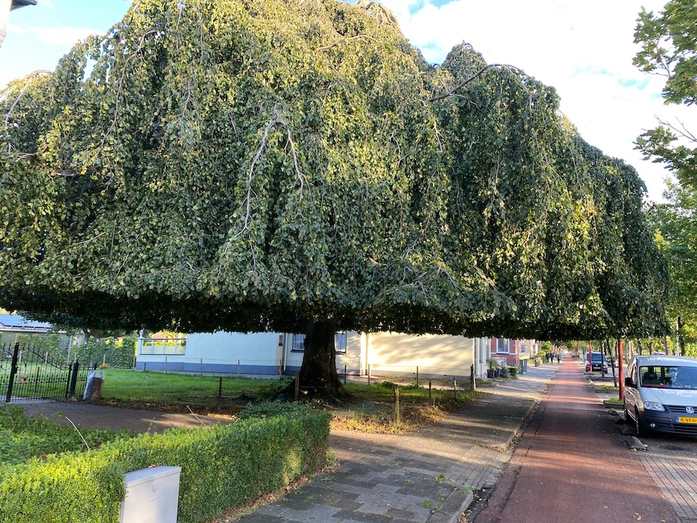 treurboom die fietspad overdekt