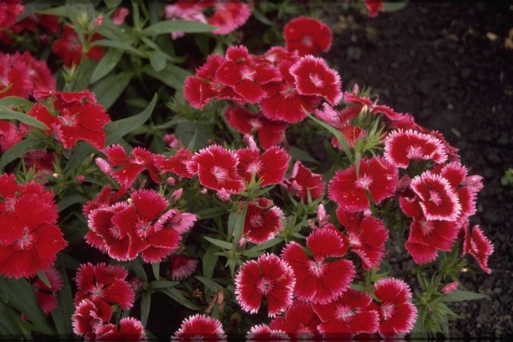 Chinesische Nelke Dianthus chinensis Karminrose Randpflanze
